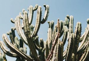 Auto huuren & huurauto in Funchal