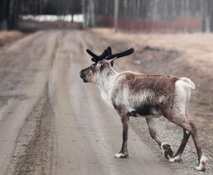 Auto huuren & huurauto in Lycksele