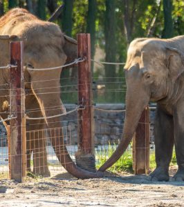 Auto huuren & huurauto in Izmir