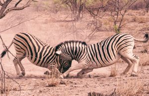 Auto huren & autoverhuur Windhoek Airport