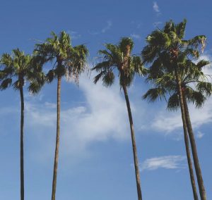 Auto huren & autoverhuur Orlando Airport