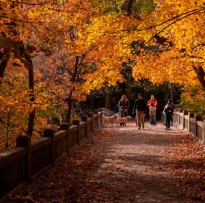 Auto huren & autohuur in Illinois