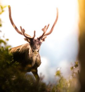 Auto huuren & huurauto in Gällivare