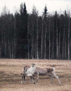 Auto huren & autoverhuur Luchthaven Lycksele