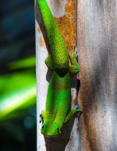 Auto huuren & huurauto in Saint-Denis