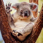 Rijd over de mooiste wegen van Australië in een huurauto