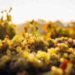 Huur een auto en bezoek de beste wijngaarden en wijnhuizen in Australië