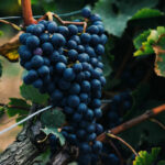 Top 5 wijnregio’s die je niet mag missen bij een bezoek aan Frankrijk