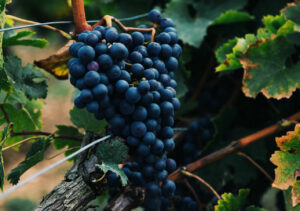 Top 5 wijnregio's die je niet mag missen bij een bezoek aan Frankrijk