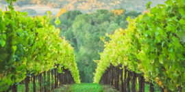 Huur een auto en bezoek de beste wijngaarden en wijnhuizen in de VS