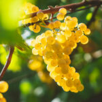 De 5 beste wijngaarden in Zuid-Afrika, met de beste kwaliteit wijn