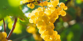 De 5 beste wijngaarden in Zuid-Afrika, met de beste kwaliteit wijn