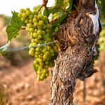 Huur een auto en bezoek de beste wijngaarden & wijnhuizen in Griekenland