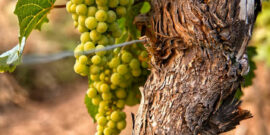 Huur een auto en bezoek de beste wijngaarden & wijnhuizen in Griekenland